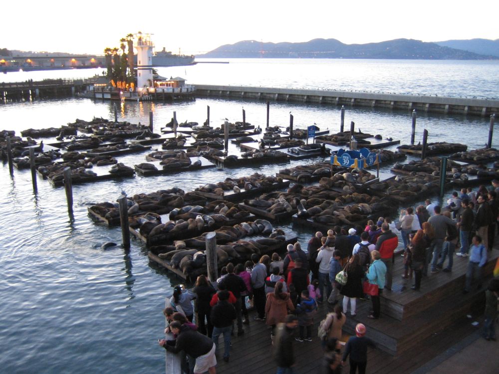 Pier 39 with all the sea lions - glad that smell photography is not yet possible